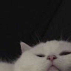 Meet your Posher, Addison